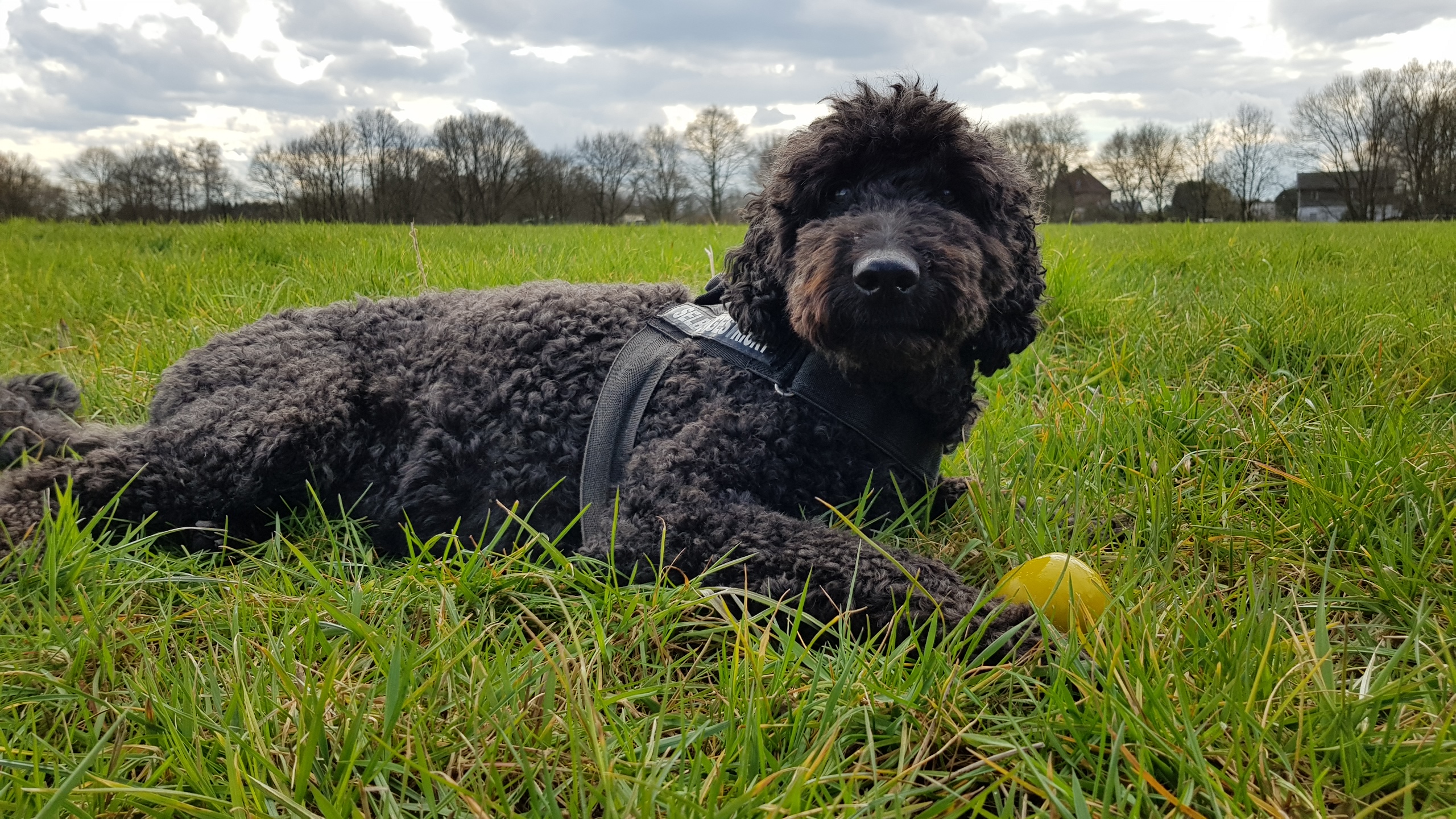 Schwarzer Hund auf Wiese